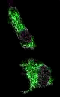 Nano-Lantern PNAS 04 07 2015