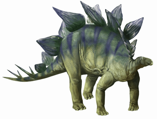 Stegosaurus in color