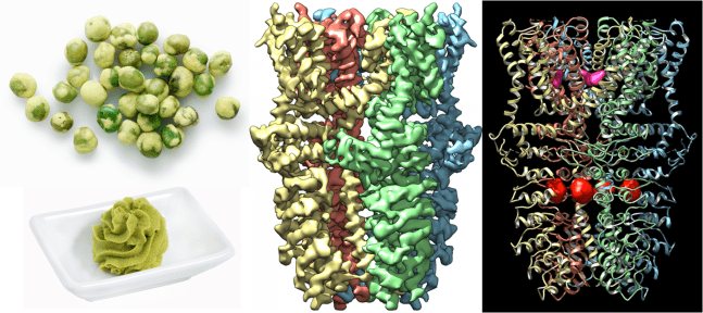 Wasabi Receptor Images