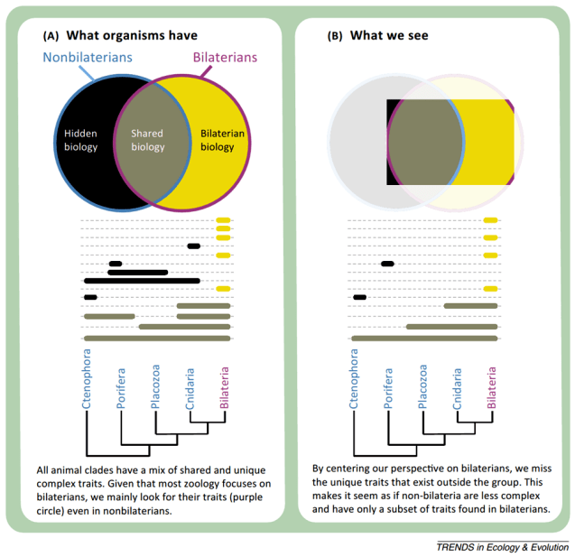 Sponges Comb Jellies TREE 2015