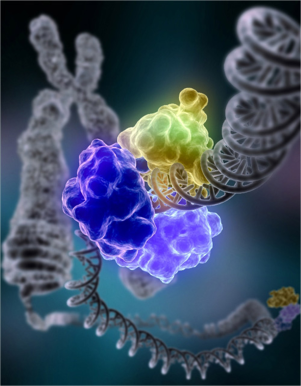 D - DNA Repair image by Tom Ellenberger