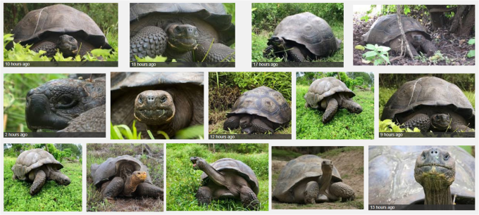F - New Sp Galapagos Tortoise Chelonoidis donfaustoi PLoS One 2015