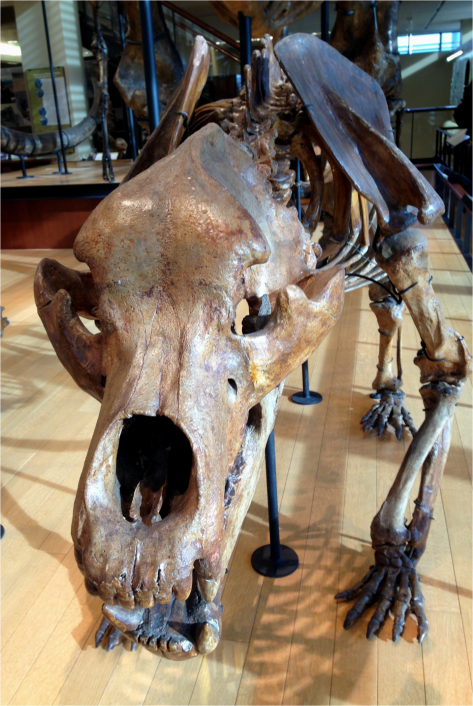 Cave Bear - Photo G-Paz-y-Mino-C Beneski Museum 2015