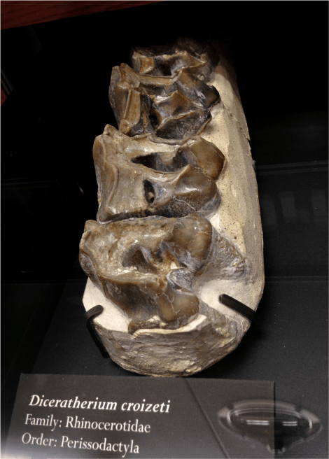 Diceratherium - Photo G-Paz-y-Mino-C Beneski Museum 2015