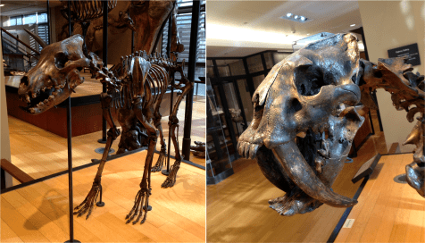 Dire wolf and Sabertoothed Cat - Photo G-Paz-y-Mino-C Beneski Museum 2015