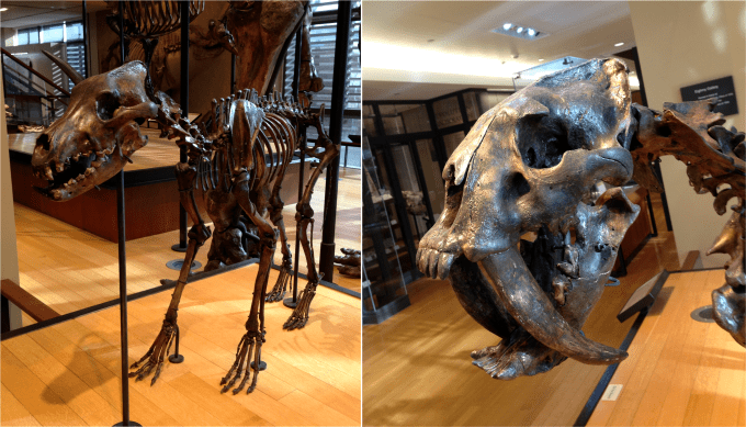 Dire wolf and Sabertoothed Cat - Photo G-Paz-y-Mino-C Beneski Museum 2015