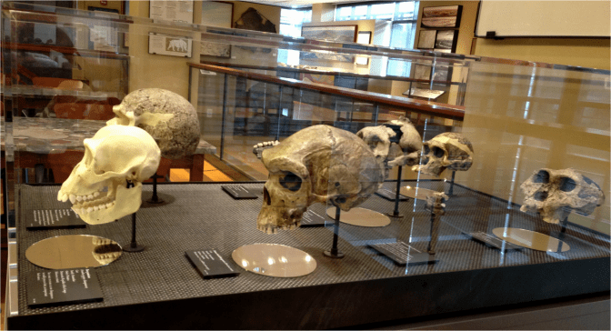 Hominid micro exhibit lateral view - Photo G-Paz-y-Mino-C Beneski Museum 2015