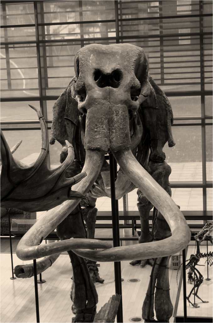 Mammoth frontal view B&W - Photo G-Paz-y-Mino-C Beneski Museum 2015