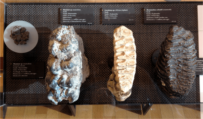 Mastodon African Elephant Mammoth Teeth - Photo G-Paz-y-Mino-C Beneski Museum 2015