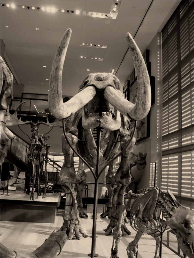 Mastodon frontal view B&W - Photo G-Paz-y-Mino-C Beneski Museum 2015