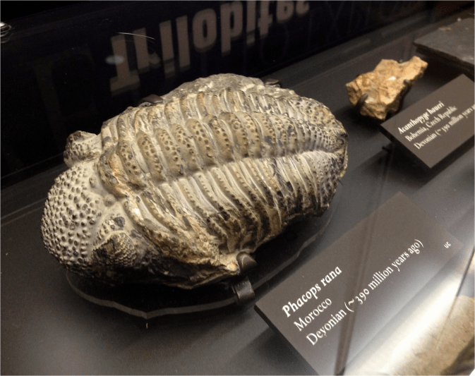 Phacops - trilobite - Photo G-Paz-y-Mino-C Beneski Museum 2015