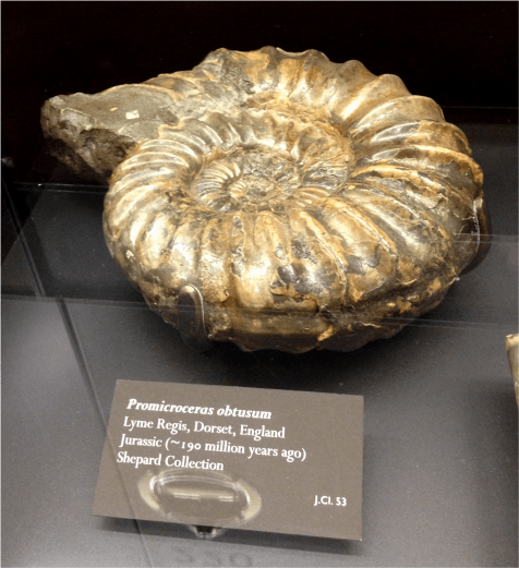 Promicroceras - Photo G-Paz-y-Mino-C Beneski Museum 2015