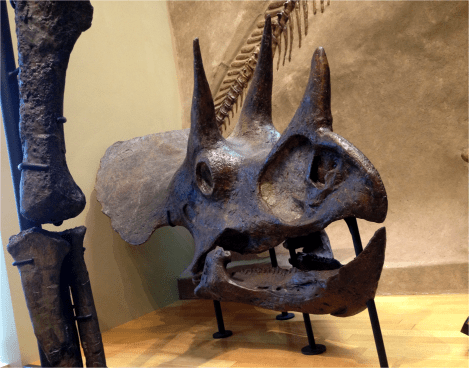 Triceratops - Photo G-Paz-y-Mino-C Beneski Museum 2015