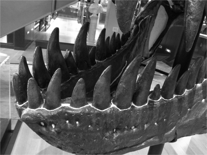Tyrannosaurus rex lower jaw - Photo G-Paz-y-Mino-C Beneski Museum 2015