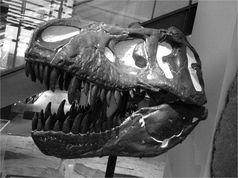 Tyrannosaurus rex - Photo G-Paz-y-Mino-C Beneski Museum 2015
