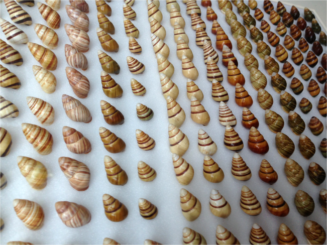 Achatinella spp snail diversity Hawaii - Photo G-Paz-y-Mino-C 2016
