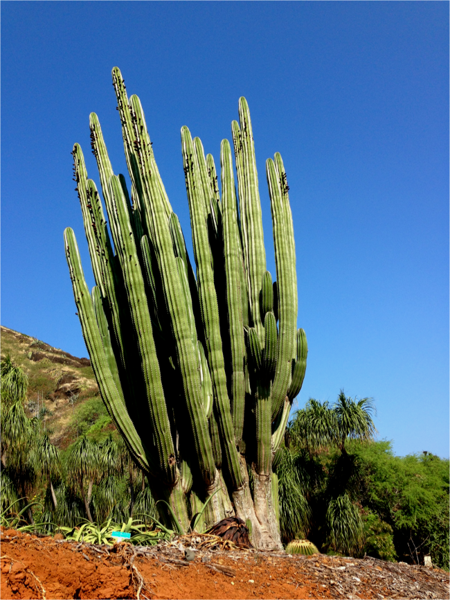 The Cactus Section at Koko Bot Garden Oahu - Photo G-Paz-y-Mino-C 2016