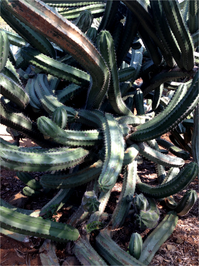 The Cactus Section B Koko Bot Garden Oahu - Photo G-Paz-y-Mino-C 2016
