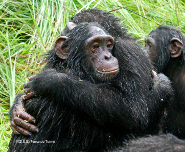 Chimps Hugging by Fernando Turmo