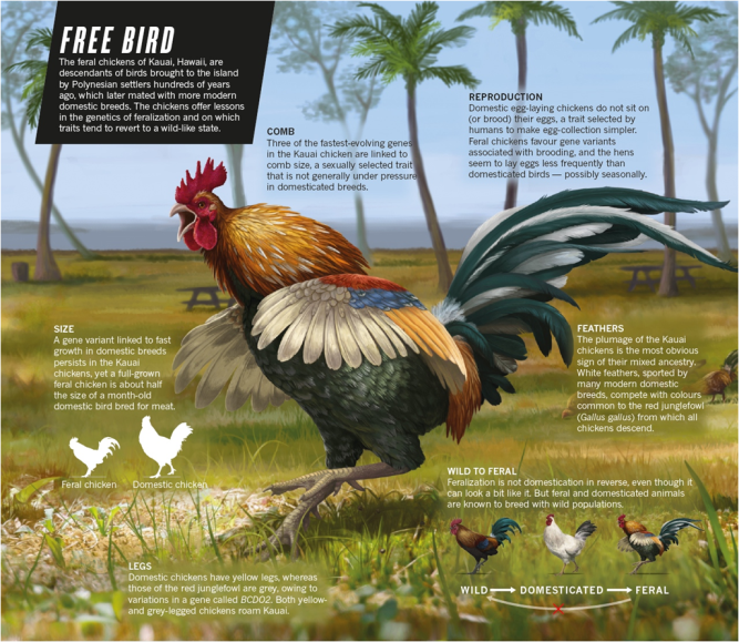 Feral Chickens Hawaii Illustration by Emily Willoughby