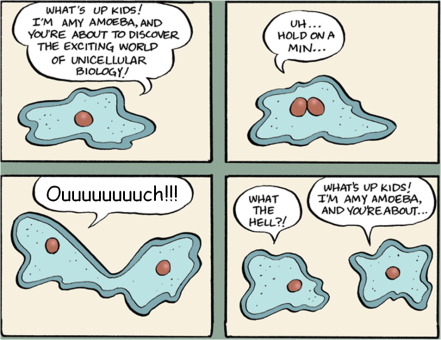 Ameba cell division cartoon EvoLiteracy