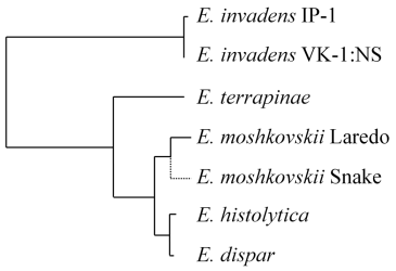 Phylogeny of Entamoeba clones Espinosa et al JEUKMIC 2016