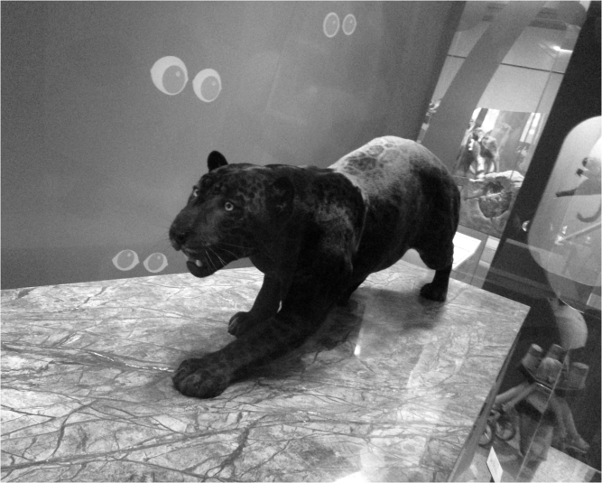 Jaguar National Museum of Natural History - Photo G-Paz-y-Mino-C 2016