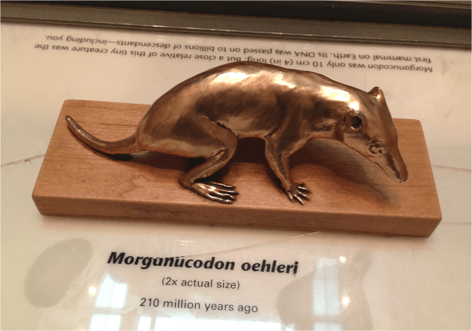 L Morganucodon Museum Nat Hist Washington DC - Photo G-Paz-y-Mino-C 2016
