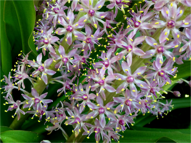 Pineapple lily Eucomis sp US Botanic Garden - Photo G-Paz-y-Mino-C 2016
