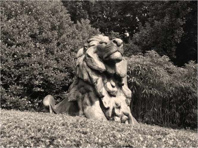 Welcoming Lion National Zoo Washington DC - Photo G-Paz-y-Mino-C 2016