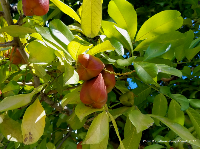 blighia-tree-uwi-campus-photo-g-paz-y-mino-c-2017