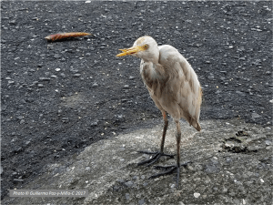 egret-and-the-leaf-two-jamaica-photo-g-paz-y-mino-c-2017