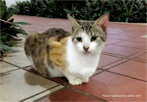 feral-cat-closeup-ocho-rios-jamaica-photo-g-paz-y-mino-c-2017