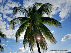palm-at-port-antonio-jamaica-photo-g-paz-y-mino-c-2017